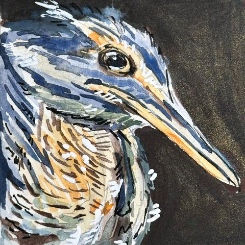 Sunbitterns have long necks and spear like beaks. This on is scrunched up to make it appear more pear shaped. Similar colouring to a Great Blue Heron but with more brown and tan on its breast and around the eyes.