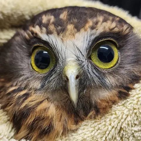 A Ruru Morepork in close-up is wrapped in a fresh straw-yellow towel, with wide golden mustard eyes. The owl's plumage is mostly chocolate brown with tan on the forehead, and gingery caramel around the chin like dried out pine needles. There's white feathers around the eyes which together with the pale olive grey beak form a Y shape, edged with rictal bristles like wayward eyelashes. At this distance, the irises are stippled with fine dark dots, and you can practically make out the model, wattage and extended warranty of the tube lights reflected in each pupil. A highly photogenic owl.
