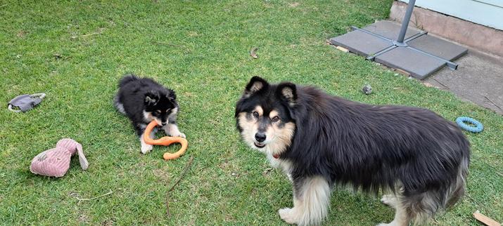 Two Finnish lapphunds standing on green grass. One is a puppy, ten weeks old, gnawing on an orange chew toy that belongs to the other - a fully grown eleven year old three times her size who is looking at the camera as if hoping for help.