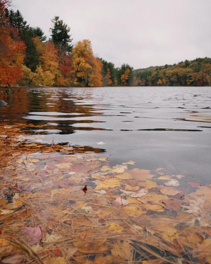 A tranquil lake is surrounded by vibrant autumn foliage, with orange, red, and yellow leaves reflected in the water. Fallen leaves float on the water's surface, creating a colorful composition. The sky is overcast, adding a soft light to the scene