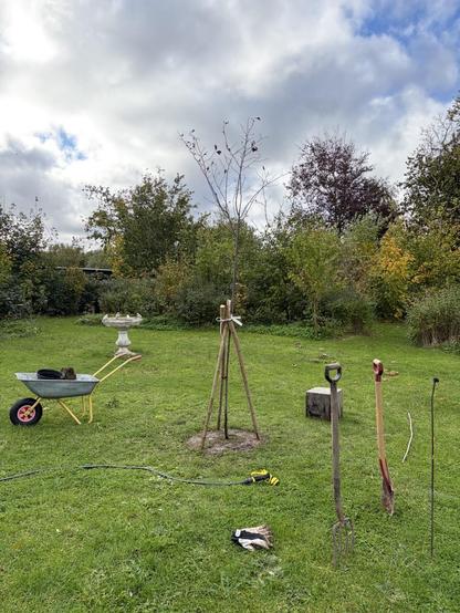 Newly planted tree on a lawn with a wheelbarrow and gardening tools scattered around.