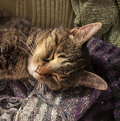 Pica the cat's face. She is a brown tabby cat and 19 years old. She's sleeping and looks somehow pleased with herself, resting so easy on her side on a wool blanket.