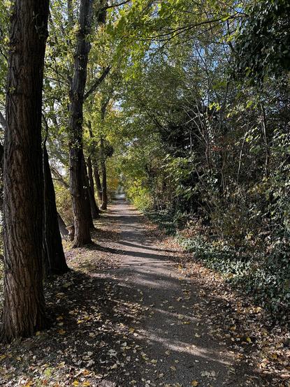A path through bender tall trees and a leafy green tunnel