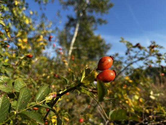 Rosehip in the foreground