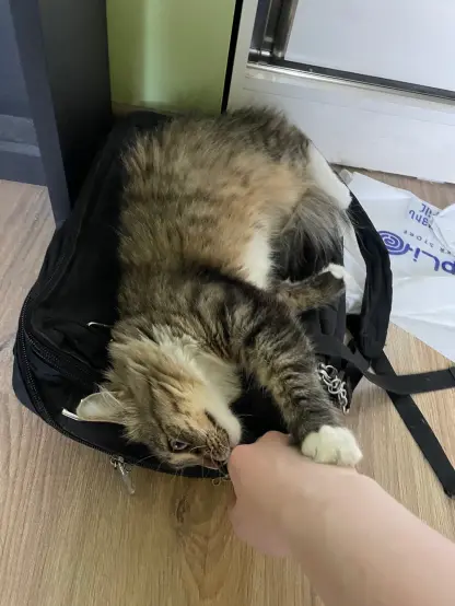 Nova is flopped on Luna's backpack, pawing at Alice's hand but also sniffing it