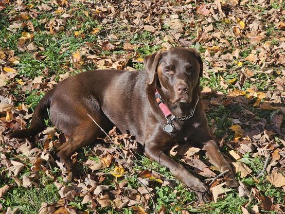 Seamus the chocolate lab is laying in fallen leaves, just glowing a rich chocolate brown in the autumn sunlight.