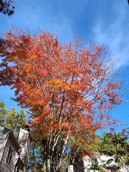 A large tree in front of two houses with blue sky behind. The leaves on the tree are gloriously orange and gold and red.