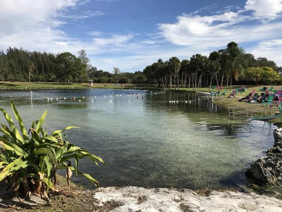 A photo from our last visit to Warm Mineral Springs a few years ago. A tranquil natural scene with a clear spring hole surrounded by green grass and palm trees. People are swimming in the water, and colorful chairs are set up along the shore. The sky is partly cloudy, adding a bright atmosphere to the setting.