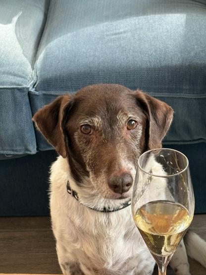 La chienne Lili assise à côté d’un verre de vin blanc.