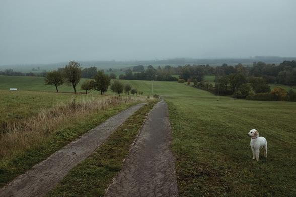 A white dog stands on a grassy field next to a dirt path in a rural landscape.