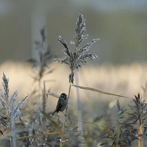 A common reed bunting sits beneath a large reed plume, in the background is a blurred yellow sea of more reed, the little bunting is brown with a light streaked chest and has a proud look as they’re confidently guarding their position.