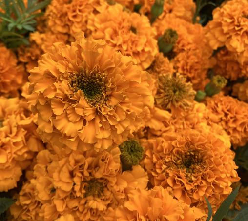 A bunch of bright orange marigold blooms.