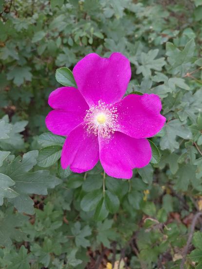 Photo of a purple flower, some kind of wild rose. It has five big petals and relatively small yellow central part. Inside this flower is covered by loose pollen falling on petals. There are dense leaves in the background and around, mostly the same shade of green, making great contrast with clear purple.