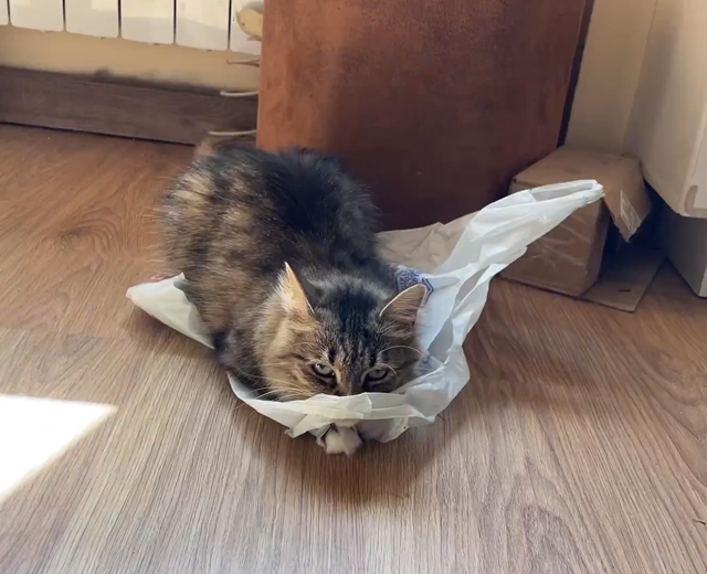 Nova is sitting on a plastic bag and licking its handle