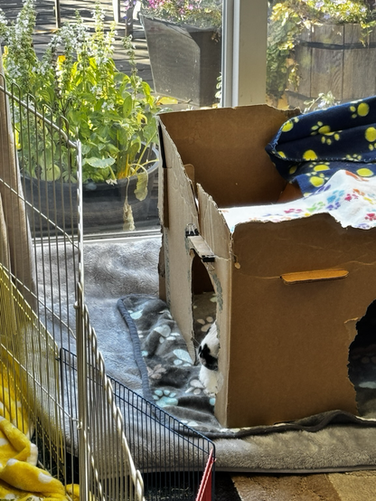 Bunny nose poking out of a doorway of a cardboard structure faces the other rabbit’s area so she can keep tabs on her.