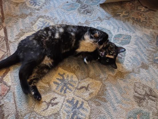 A mostly black cat rolling around on the floor showing her teeth.