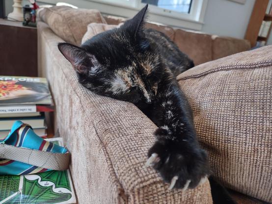Another mostly black cat pretending to sleep on the back of a sofa. One paw is stretched out with claws out.
