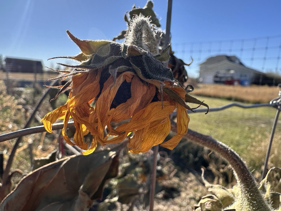 A tired looking sunflower with ragged petals hanging over against a fence.