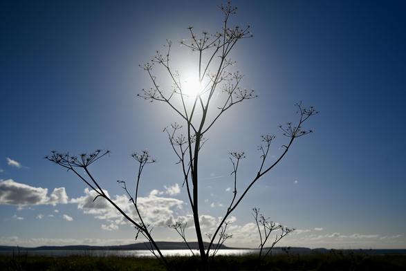 The dried remains of cow parsley flowers silhouetted against the sun in a bright blue sky, with a few clouds towards the horizon. In the background are hills, and in front of them part of the sea reflecting bright sunlight.