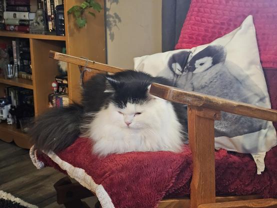 Oy the kitten is loafed in a blanket covered chair, snuggled into a penguin pillow. His eyes are mostly shut and his fuzz is very very fuzzy and soft.