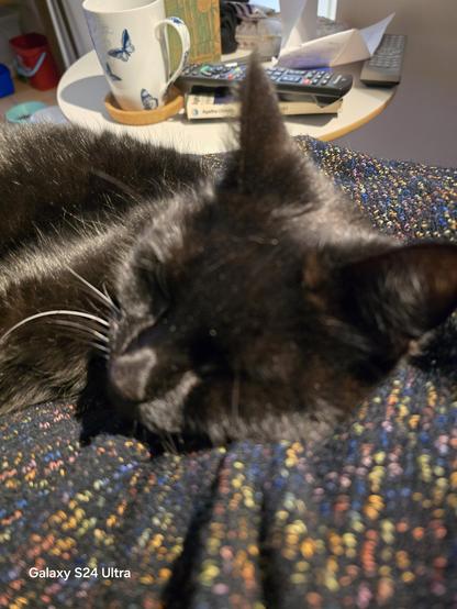 My black cat Gus curled up in my lap, snoozing.