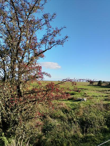 Red berries on a Rowan tree, scrub land sheep, blue sky.
