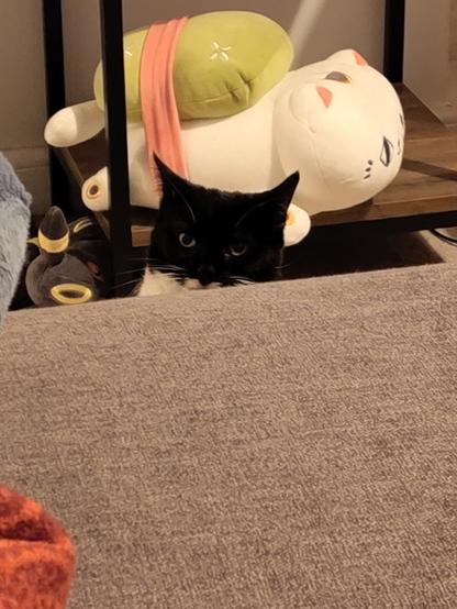 nia peaking over the couch cushion with an accusatory look on her face