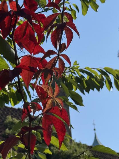 Close-up of vibrant red and green leaves against a clear blue sky, with a faint outline of a church spire in the background.
Nahaufnahme von leuchtend roten und grünen Blättern vor einem strahlend blauen Himmel, im Hintergrund ist schemenhaft der Turm einer Kirche zu erkennen.