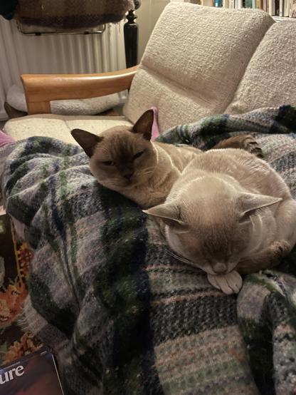Two cute beige cats sitting together on a green blannket