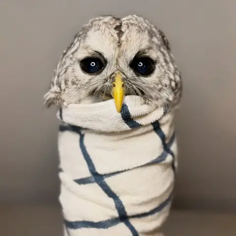 A Barred Owl is burrito-wrapped in a white towel with a pattern of widely-spaced denim blue grid lines. The owl's beak is cheddar yellow, hooked over the towel edge. Ring lights are reflected in his black pupils looking like an anime villain, and the background is studio staged with a gradients of grey. The owl's feathers are also shades of grey, and his head is shaped like... umm.. how shall we say this? A pair of lungs, and is totally not suggestive of any other human organ. A Goomba, or mushroom cap with a cleft in the middle? I'm sorry I mentioned it.