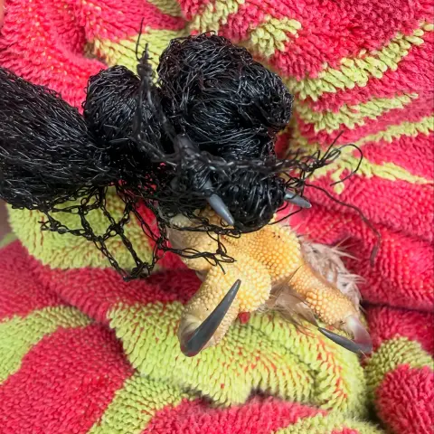 Post-rescue, the Barred Owl's foot is wrapped in a red and yellow towel, and two of his talons are tangled in a dense clump of black plastic netting. The black clump looks like special effects from the film Venom (2019).