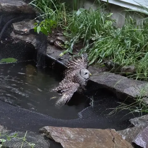 Pre-rescue is a fairly distressing scene: the Barred Owl is partially submerged in a garden pond. His legs are tangled in the surface netting, and he keeps his head above water by spreading his wing over a ledge of masonry. It's hard to tell but it appears he's also hooked his beak over the netting around the ledge, and if so, it's ironic that he's aided by the very mesh that traps him.