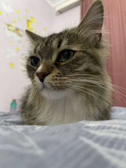 A very close up shot Nova sitting/lying down on the bed. She's looking somwhere to the left.