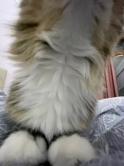 Now the camera is even closer to nova, all you can see is her floofy paws and neck. She's sniffing something above the camera