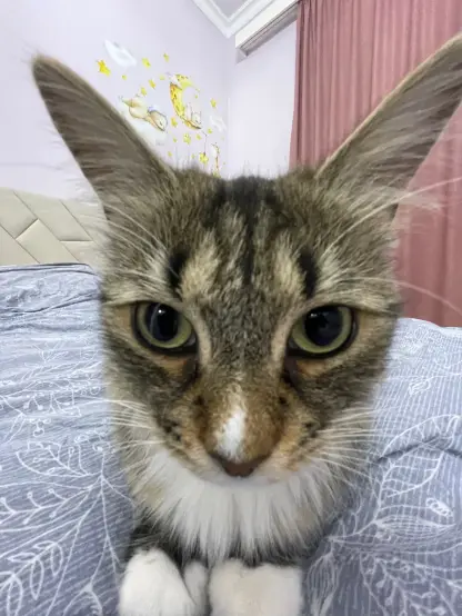 Now the camera switched to a fish eye lens, with the focus on nova's silly face. The upper fourth part of the image is taken up entirely by her ears, distorted by the lens