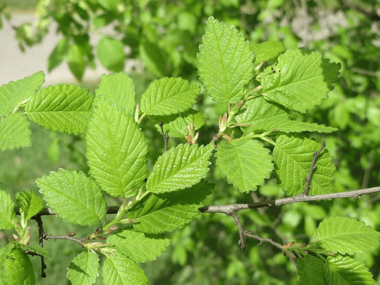Bright green serrated leaves on thin tree branches against a softly blurred leafy background.