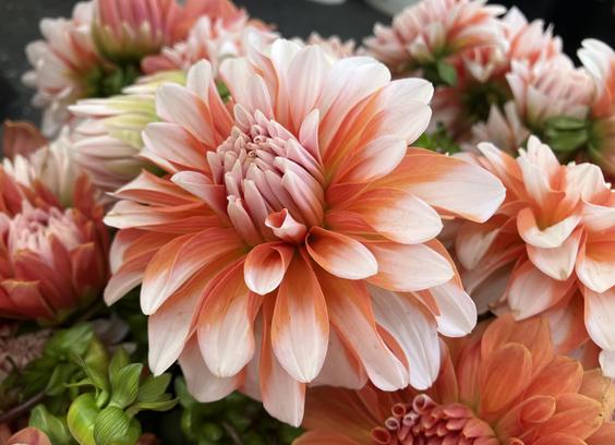 A dahlia bloom with petals a milky white at the tips and orange in the center, surrounded by more of the same.