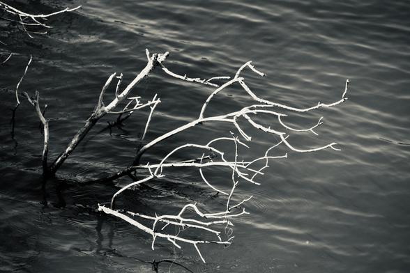 This is a black and white monochrome image. Small branches and twigs are reaching up out of a surface of water. The water is rippling with small wavelets all across the image. Where the branches are emerging, the water is dark and shadowed. The rest of the water is silvered in highlights, showing the wavelets made by wind. The thin branches and twigs are bleached to a light color, looking stark against the water as sunlight shines on them.
A picture of contrasts, with the branches having a stark skeletal look against the texture of the rippling water.