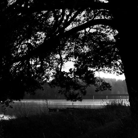 A b&w photo showing a view of a river through the branches of a Scots pine, with a straight bridge in the background. The water shimmers silver in places, and what little sky there is is white with mist.
