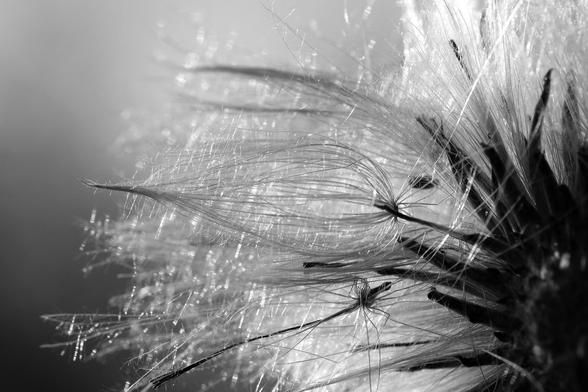 Black and white macro photograph of dandelion seeds still attached to the center of the flower visible on the right side, showing the seeds ready to fly with their "wings" formed of long hairs shining in the sun. 

Photographie macro en noir et blanc de graines de pissenlit encore attachées au centre de la fleur visible du côté droit, montrant les graines prêtes à s'envoler avec leurs "ailes" formées de longs poils brillant au soleil.