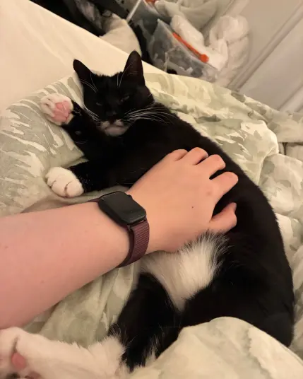 nia flopped on the bed next to me getting belly scritches (the danger zone). she looked barely awake