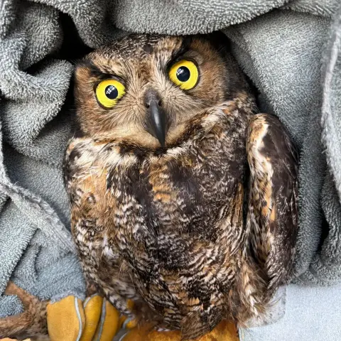 A Great Horned Owl looks deeply affronted at being half-wrapped in a slate-blue towel and held by a rehabilitator. She has bright yellow eyes, shaped like Reuleaux triangles (think guitar picks) owing to the curve of her brow and rictal bristles. Multiple rows of windows, and even clouds and blue sky are reflected in each pupil. Her plumage is a mottled mix of calico colours: white, ginger, and dark-brown-to-black. Thick gloves the shade of turmeric are wrapped around her ankles. Wordlessly she says to the photographer, "The second I'm free, your life is forfeit."