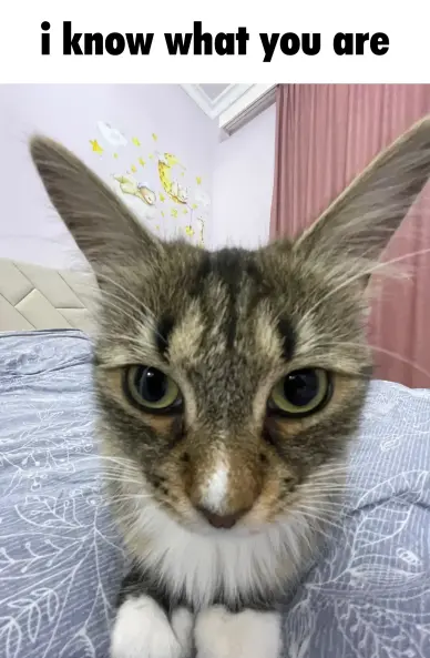 fish eye lens'd nova staring at the viewer in a silly way with caption "i know what you are"