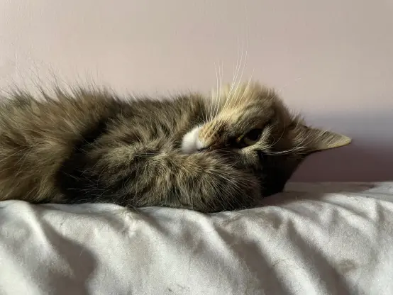 Nova is flopped on a mattress standing next to the wall, on her side, her head in one of her paws. Close up view