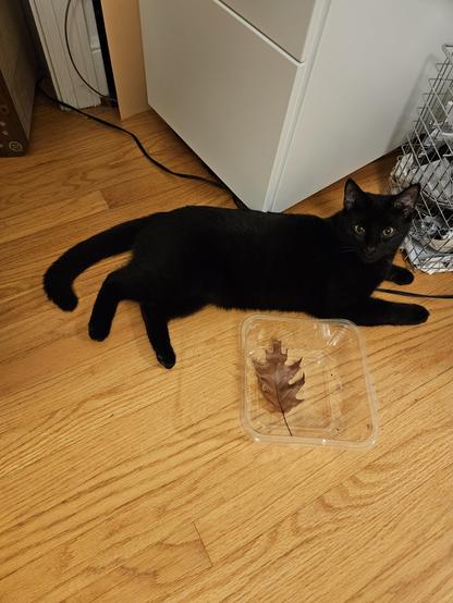 Black cat with brown-gold eyes lying in front of a trashcan and a white filing cabinet on a wooden floor. At his side is a small plastic tub with an oak leaf.