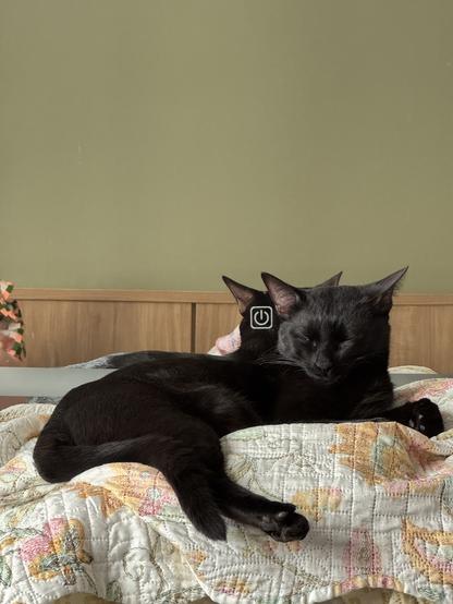 Morceguinho on his pillow on my vanity, starting to fall asleep.