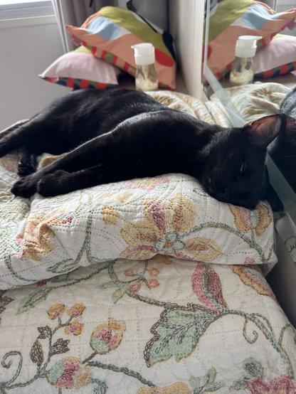 Morceguinho on the same pillow, sleeping on his left side.