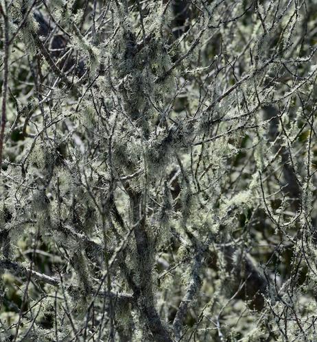 A thick tangle of bare branches and twigs, absolutely covered and overwhelmed with shaggy lichen. The branches are backlit by sunlight, so the lichen threads are mostly lit up and glowing in their greenish-gray colors. The image is focused on central branches, so there are near and far bunches of lichen that are out of focus, while the in-focus ones really show the details of the hairy strands of lichen hanging out in wiggly threads from the branches. 
 
Just a busy mess of lichen and twigs with a few tiny patches of shadowed background barely peeking through in spots.