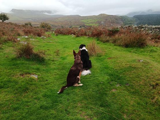 Moss and Nettle sat awaiting release command on a green grass path. Brown brackens give way to cloudy skies.