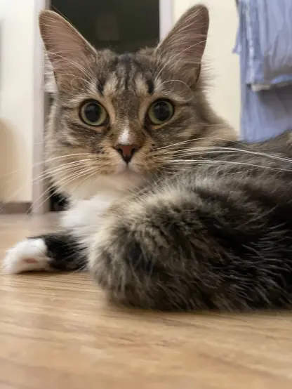 A closeup shot of nova flopped on the floor looking into the camera with big eyes
